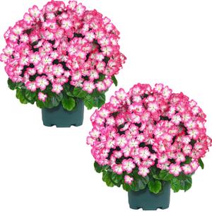 QIANYUN Artificial Geranium Bush  20 Inch Outdoor Potted Artificial Plant for Front Porch, UV Resistant Faux Flower Bush for Garden, Yard & Patio Decor (2 Pack) (White-pink)