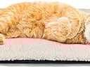 Self Warming Cat Bed Self Heating Cat Dog Mat 24 x 18 inch Extra Warm Thermal Pet Pad for Indoor Outdoor Pets with Removable Cover Non-Slip Bottom Washable Non Electric