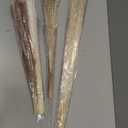 Yosoo 50 Bunny Tail Grass, 15 White Pampas, 15 Brown Pampas 20 Reed Grass Dried Pampas Grass Set for Home Wedding Decor