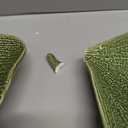 Boho Stoneware Gingko Leaf Shaped Plates, Set of 2 Sizes, Green