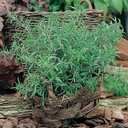 10 x Seeds Summer Savory Heirloom Herbs for Planting Non GMO 800 Seeds