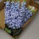 IPOPU 8PCS Snapdragon Artificial Flowers Blue Delphinium Artificial Silk Flowers Long Stem Hyacinths Fake Flowers for Wedding Home Outdoor Floral Arrangements Centerpiece Table Decorations (Baby Blue)
