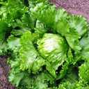 5 x Seeds Crisphead Lettuce Iceberg Green Salad Buttercrunch Heirloom Vegetable Non GMO, BBD 2029