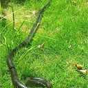 47 Inches Rubber Lifelike Snakes Scary Gag Gift Incredible Creatures Chain Snakes Rain Forest Snake Toys Wild Life Snakes