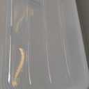 IRIS USA 50 Qt Plastic Under Bed Storage Organizer Bin Container with Secure Lids and Durable Black Buckles, Multi-Purpose for Clothes Shoes Clothing Bedding, Long, Clear