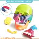 New Anatomy Skull Model 15 Parts Human Anatomy Exploded Skull Detachable Palm-Sized Mini Human Color Medical Skull Model,Medical Dental Clinic Teaching Equipment,Learning with Color Study Manual