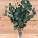 Preserved silver dollar eucalyptus, silver dollar eucalyptus, burgundy, green, blue eucalyptus for garlands, greenery for weddings