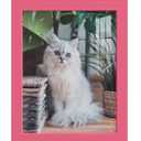 Modern 8 in. x 10 in. Hot Pink Picture Frame