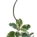 Artificial Variegated Rubber Tree 6.5FT, Potted Fake Floor Plant,Tree Trunk that Can Be Bent at Will for Living Room, Office, Bedroom & Commercial Interior Decor