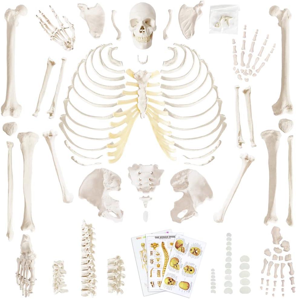 Merinden Human Skeleton Model For Anatomy 67 inch High, Full Size Skeleton Models with 3 Poster, Skull, Spine, Bones, Articulated Hand & Foot, for Anatomy Medical Learning, 8.6 x 13.7 inches