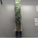 5FT Fake Ficus Tree Faux Tree Potted Plant Lifelike Floor Plant Fake Tree Artificial Tree Indoor for Home Decor Indoor,Living Room Corner Decor (White Green)