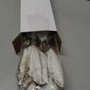 8 Pcs Large Christmas Flower Magnolia Flowers Christmas Tree Decoration Artificial Poinsettia Stems Velvet Xmas Ornaments for Xmas Tree Table Decor(White,12 Inch)