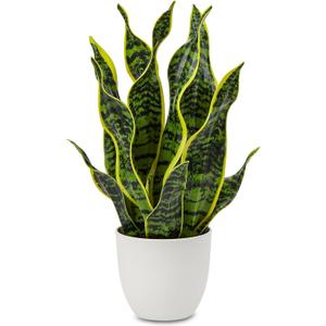 Hollyone Artificial Snake Plant Potted Faux Sansevieria Trifasciata Plants, 16.5" Tropical Fake Snake Plants in White Pots for Home Office Room Indoor Decor Housewarming Gifts