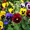4 x 100+ Seeds Viola Swiss Giant Mix - Flower Multicolor