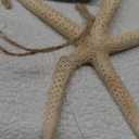 16 Pcs Coastal Nautical Themed Ornaments for Christmas Tree Resin Ocean Beach Coastal Hanging Ornaments Sea Shell Starfish Seahorse Scallop Sand Dollars Decoration for Christmas Tree DIY Craft
