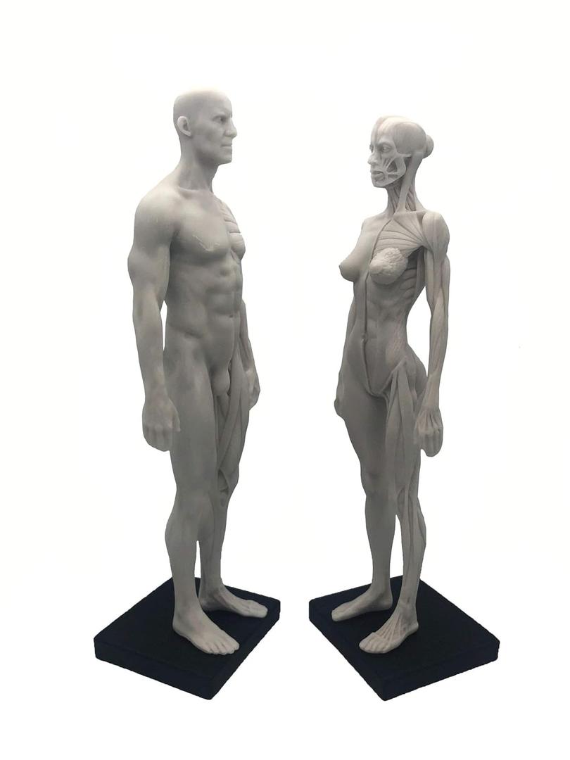 11 inch Human Anatomical Model Art Anatomical Figure WhiteFemale + Male