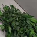 18Pcs Italian Ruscus Greenery Stems, 23'' Artificial Silk Green Leaves, Faux Plants, Fake Branches for DIY Wedding Flower Bouquet Vase Filler Balloon Arch Table Centerpiece Home Indoor Outdoor Decor