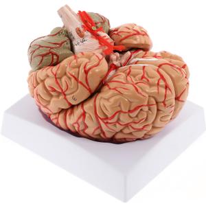 WICHEMI Human Brain Model - 8-Part Life Size Anatomical Model with Color-Coded Artery, Display Base for Science Classroom Study & Display