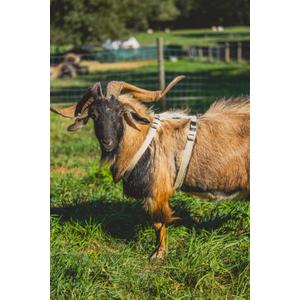 Goat Harness, Asatre Sheep Livestock Hemp Goat Halter, Small to X-Large, Fleece Lined, Multi-Clasp, Machine Washable Soft Durable Restraint (X-Large)