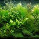 Underwater Aquarium Background Diverse Collection of Aquatic Plants Fish Tank Background Lush Green Seagrass Aquarium Terrarium Background Jungle Style Reptile Habitat Background Vinyl 30x12in
