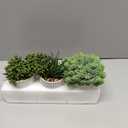 Set of 3 Assorted Small Potted Succulent Plants Fake Aloe String of Pearls Hops Succulents in Gray Geometric Concrete Ceramic Pots for Gifts Modern Home Office Desk Table Indoor Outdoor Greenery Decor