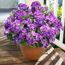 Artificial Geranium Fake Flowers for Outdoors Decoration, 6 Bundles Silk Geraniums Flower UV Resistant Look Real Faux Plants for Outside Planter Front Door Garden Patio Balcony Yard Home, Purple