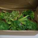 QUOZUO 22pcs Artificial Succulents Realistic Mini Succulent Plants, Green Succulents Small Plants for DIY Crafting Garden Home Arrangement Office Decorations (Unpotted)