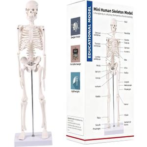 17.7 inch Mini Human Skeleton Model for Anatomy Study, Halloween Skeleton Decor with Movable Arms and Legs, Realistic Scientific Skeletons for Educational Display and Halloween Decoration