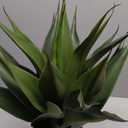 22 Inch UV-Resistant Unpotted Artificial Agave Plants | Volcuna Fake Agave, Bonsai Synthetic Plant for Indoor and Outdoor Home Décor