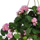 Nearly Natural 24in Artificial Geranium Hanging Basket Faux Floral Plant For Home Decor, Pink