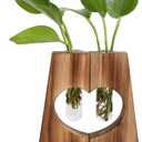 Glass Plant Propagation Station for Hydroponics