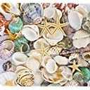 Famoby Sea Shells Mixed Beach Seashells Starfish for Beach Theme Party Wedding Decorations DIY Crafts Candle Making Fish Tank Vase Fillers Home Decorations Supplies 70+ pcs