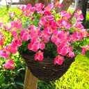trytuny Artificial Flowers for Outdoor, Realistic Faux Plants for Outside Indoor Porch Patio Window Box Planter Home Decor (12pcs - Rose red)