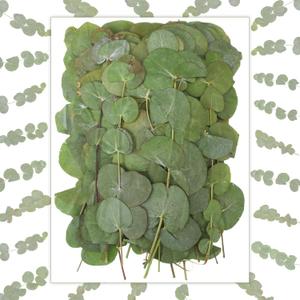 100 Pcs 6 Inch Pressed Dried Eucalyptus Leaves 100% Natural Preserved Real Eucalyptus Stems Dried Flowers Greenery for Vase Filler DIY Art Crafts Invitations Scrapbook Card Gifts Decoration