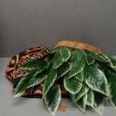 Morph Maui Costume for Men, Hawaiian Tattoo Costumes, Maui Costume Adult, Fancy Dress For Adults, Adult Halloween Costumes, L