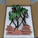 AQUA KT Reptile Climb Tree Branch Rock Background Decoration with Suction Cup for Terrarium Amphibian Lizard Snake,Terrarium Background