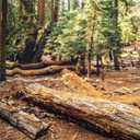 80x82 Inches Redwoods Trail Tapestry USA Muir Woods National Monument Hiking Way California Forest Background Living Room Bedroom Aesthetic College Dorm Wall Hanging Decor