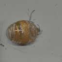 Seenelling 10 Pcs 2.75'' Glass Easter Egg Tree Ornaments Rustic Boho Easter Tree Hanging Decorations Farmhouse Basket Filler Clear Shatterproof Hanging Ornaments for Home Spring Holiday Party Decor