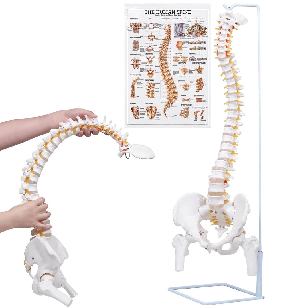 NLShan Flexible Spine Model, 34.6'' Life Size Human Spinal Cord Anatomical Model with Stand, for Science Study or Patient Education, 34.6"L x 6.9"W