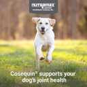 Nutramax Cosequin for Dogs Joint Health Supplement, Contains Glucosamine, Plus Chondroitin, MSM and Omega-3s, Supports Joint and Skin and Coat Health, Soft Chews, 120 Count