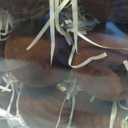 12 Pcs 3.15 Inch Velvet Christmas Tree Ornaments BulkFlocked Christmas Balls Plastic Shatterproof Xmas Hanging Ornaments Decorations Set for Tree Garland Wreath (Brown)