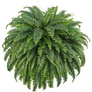 Fake Ferns, 50IN Single Realistic Large Faux Plants with 96 Fronds, Artificial Boston Ferns for Outdoors Home DIY Plant Wall Garden Porch Entrance Decor