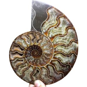 Natural Beautiful Ammonite Fossil Conch Specimen Collectibles Home Decor Gifts Ornament (6-7in)