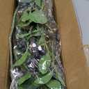 4Pcs 33"Artificial Blueberry Stems, Faux Blueberries Fruit Branch(Blue) | DIY Bouquet, Highly Realistic, Vivid and Lush, Fake Flower Picks, for Vase/Window/Table Centerpiece/Kitchen/Shower/Home Decor