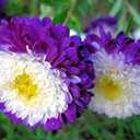 7 x 100+ Seeds Aster Suprime Mix - Flower Multicolor