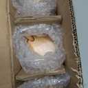 Glass Jars with Wooden Lids and Spoons set of 3,Clear Glass Coffee Containers with Scoop Decorative Kitchen Food Storage Jars for Coffee Beans,Tea,Nut Candy,Sugar,Bath Salts(17OZ/22OZ/27OZ)