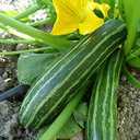 9 x 30+ Seeds Cocozelle Zucchini - Vegetable Green