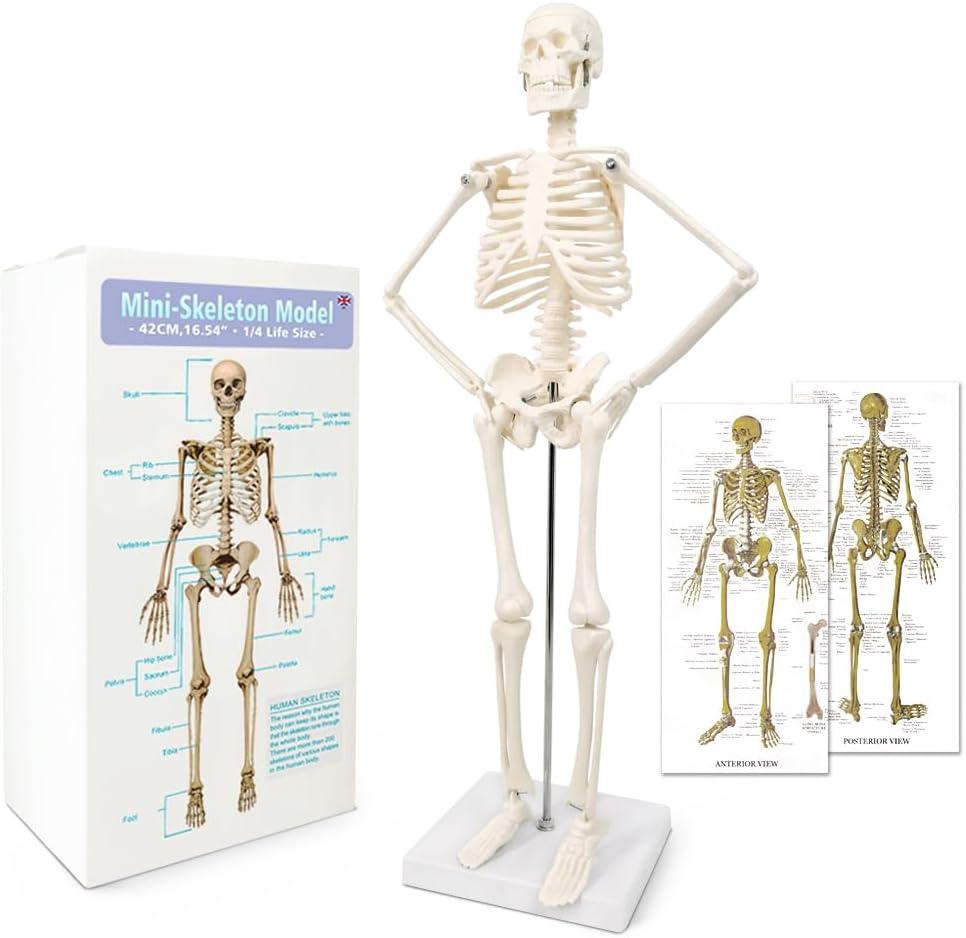 NEW HORIZON 17.7 Human Skeleton Model for Anatomy,Movable Arms Legs Bones Structures,Whole Spine Ribs Skeleton Model,Suitable for Study Display Artificial Limbs for Medical Instruction Purposes