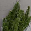 Hananona 50 Pcs Artificial Pine Branches Green Plants Pine Needles DIY Accessories for Garland Wreath Christmas and Home Garden Decor (50, Green)