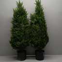 2 Pack 37 Inch Artificial Cedar Topiary Trees for Outdoor Front Porch Dcor - UV Rated Fake Plants for Indoor and Outdoor Use, Potted Shrubs for Front Door, Office